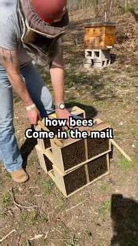 A BEE 🐝 Delivery! #homestead #beekeeping #honeybees