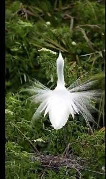 Great Egret - Mating Dance