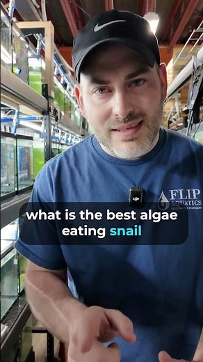 What EATS ALGAE? BEST Algae EATERS