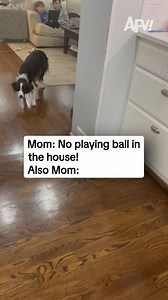 174K views · 3K reactions | Blame it on the dog  #afv #fail #funny | America's Funniest Home Videos | Facebook