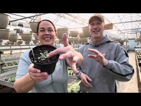 Best Trailing Vines for Containers and Hanging Baskets 🌿 Live from the Greenhouse! 3/05