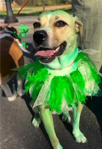 Lady Bird takes on the Greenville Saint Patrick’s Day Parade for the second year in a row but this time with one of our personal dogs (Jer). Jer definitely had fun. Lady Bird was fine with a foster brother she knows♥️ Lady Bird was a hit at the parade & got shouted positively. Let’s hope next parade she attends, she comes as a Lucky Pup Alumna✨🐾 Adoptable through @Lucky Pup Rescue SC ☘️ #dog #foster #fyp #stpaddysday