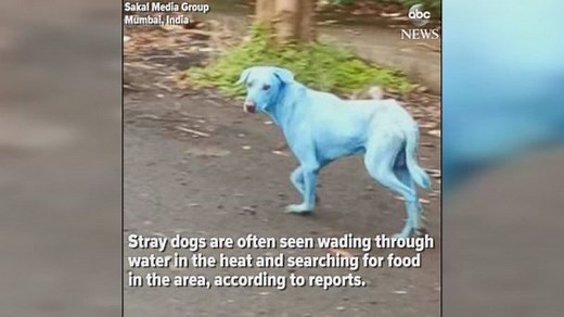 Dogs in Mumbai are turning blue