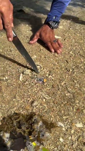 You Won’t Believe What’s Hiding Under This Seaweed! 😱🐟