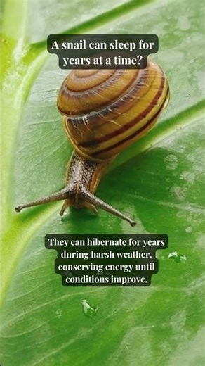 Snails Can Sleep for YEARS?! 😳🐌