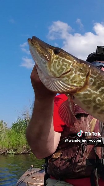 Catching river monsters on tiny bait #musky #muskyfishing #foryou #fishtok #fishing #kayakfishing #riverfishing #michigan #michiganfishing #bass #pike #fishingtips