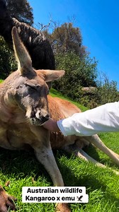 Australian wildlife Kangaroo x emu 🦅 | My Discovery Lens