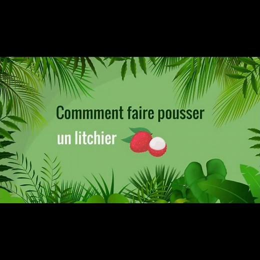 Comment faire pousser un litchi ? 🌱