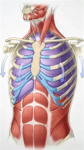 Understanding Muscle Function in Breathing: 3D Animation