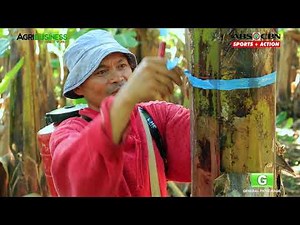 How to Grow Banana Tree (FULL Version) Banana Farming
