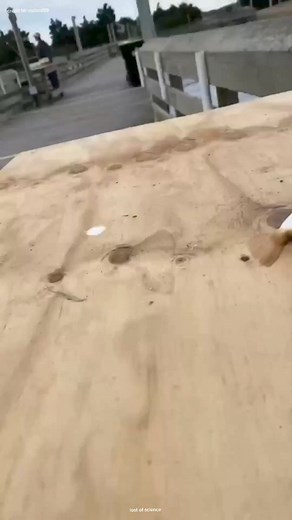 Buffer fish #reelsviralシ #reelsfypシ #viralshorts #science #space #facts #reels | lost of science