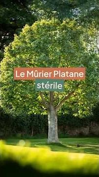 Murier Platane : Pour se protéger du soleil ☀️🌿