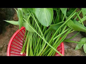 Thu hoạch cây kèo nèo (cù nèo rừng)