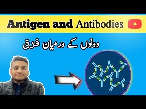 Antigen and antibodies.