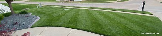 Seeding vs Sodding | Milorganite