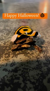  Happy Halloween from all of us at Reptilia Zoo! Float like a...