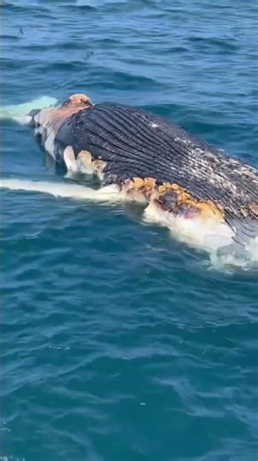 Exploding Whales?! Here’s What Really Happens #shorts #facts #animal