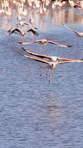 Flamingo Fables. @adeebalani portrays graceful dancers of the wetlands in their element - stealing the spotlight with every elegant move. Photographed on a Nikon Z 6 and a NIKKOR Z 180-600mm f/5.6-6.3 VR. | Nikon