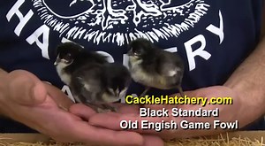 Black Standard Old English - Baby Chicks | Cackle Hatchery®