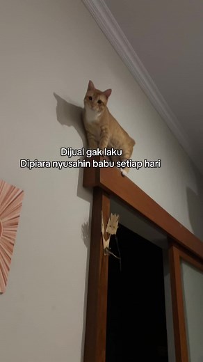 Kucing Oren Lucu Dijual - Apakah Sulit Dipelihara?