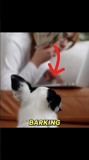 Ever Wondered Why Dogs Bark? (Its Not What You Think)