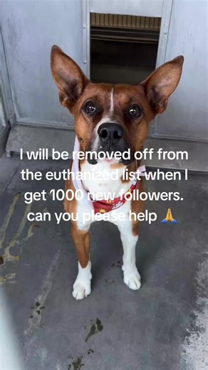 Adopt Luke: A Hopeful Basenji Mix at Devore Shelter