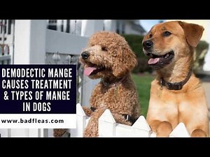 Demodectic Mange -Causes -Treatment & Types Of Mange In Dogs