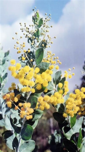 🌿 GROWN IN ECHUCA — NEW RELEASE READY! 🌿 Acacia podalyriifolia (aka the Queensland Silver Wattle) 25cm pots – IN STOCK NOW! Bulk batches ready too 👀💛 Let’s be real… this botanical name is a mouthful, but the plant is pure magic. Silvery rounded foliage fluffy yellow winter pompoms = instant garden glow-up. It even flowers young — and yes, the local floral arrangers will try to “borrow” some. 😅 Grown right here on our Echuca farm and ready for your garden now. 📍 In both Plantfarms 📞 1300 5
