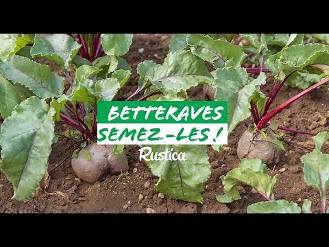 Sowing beetroot