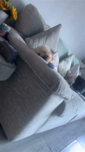 POV:MY DOG RN LOL 🐶