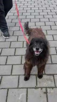 Pari ide na kupanje i šišanje! #puppy