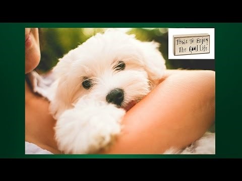 Maltese Potty Training. Housebreaking your Maltese. Maltese Potty Training Tips