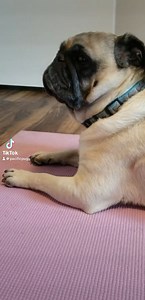 It is time to get your Zen on again with Pug Yoga! This time there will be a twist, as we want to see everyone in a halloween costume! Yoga, pugs, and costumes....sounds perfect!!!! Bring your pug, or just come and enjoy the pugs that are there. This is sure to be a good time! Oct 20th 3-5 Namaste Tickets and more infohere https://pacificpugrescue.networkforgood.com/events/77538-halloween-themed-pug-yoga-sunday-october-20-2024 #pugyoga #supportrescue #fundraiseforrescue #pugsareexpensivedogs #fi