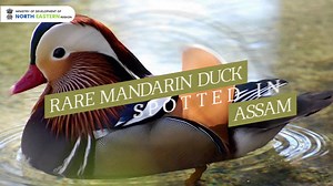A rare & beautiful Mandarin duck with red-wine beak & brown eyes framed by a soft white profile above a fiery orange neck has been spotted in Maguri-Motapung wetland, Assam. Visit Assam & get mesmerized by its beauty. #DestinationNorthEast #MaguriBeel #MaguriMotapungWetland #Assam #NorthEast Dr Jitendra Singh Sarbananda Sonowal Press Information Bureau - PIB, Government of India MyGov Assam Ministry of Environment, Forest & Climate Change, Government of India | Ministry of Development of North E