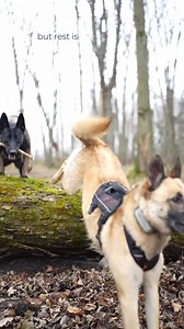 803 reactions · 16 shares | Tractive on Reels | Facebook