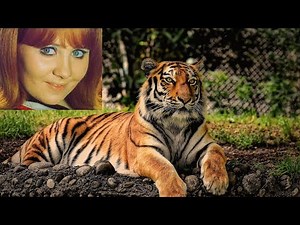 Lulu I'm a Tiger (with lyrics)