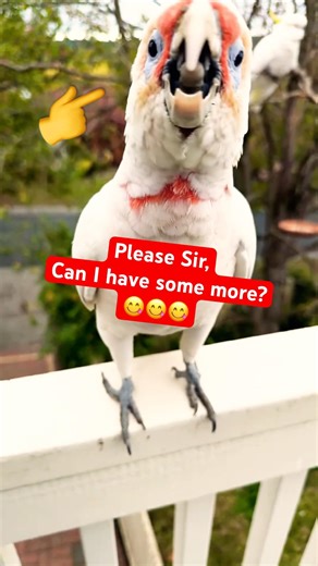 Parrot won’t take no for an answer😂#funny #cockatoo #video