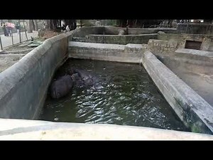 Funny Hippopotamus farts out loudly