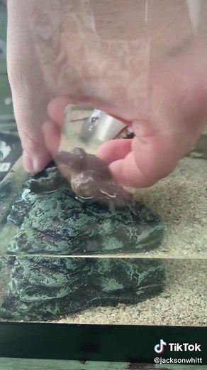 Jackson Carter on TikTok