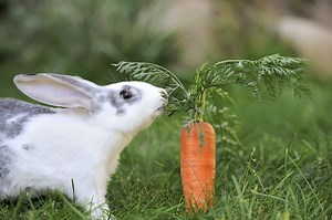 Do rabbits really love carrots?