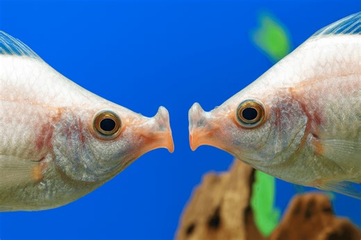 Fishy Forum Topic: “Men against boys”