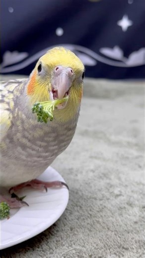 Zumi tries broccoli for the first time! I think he likes it 😍