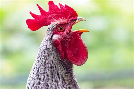 Why Chickens Sing Egg Songs and Other Quirky Bird Behaviors