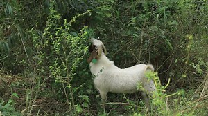 Did you know that Goats love Browsing? How often do you provide a browsing environment for your animals? Learn More on our Youtube: https://www.youtube.com/@menigtefarmslimited1147 | Menigte Farms Ltd