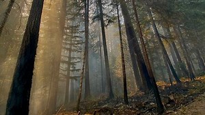 Drones aid in firefighting efforts as multiple Oregon wildfires rage on, Lookout, Horse Cr