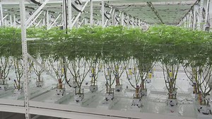 A closer look at the Ohio Division of Cannabis Control's dual-use license plans for recreational marijuana