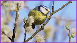 Woodlands and Grasslands. Key Stage 2 Geography.