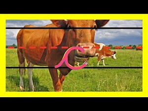 How to write the letter 'c' | Improve Your Handwriting