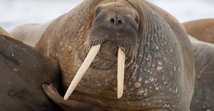 Qual a diferença entre morsa, foca, leão-marinho e lobo-marinho?