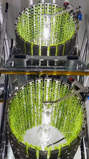 Une ferme verticale pour cultiver sans pesticide et en économisant de l’eau, c’est le projet de futura Gaïa. Une solution complémentaire à l’agriculture traditionnelle face au changement climatique et à la raréfaction de nos ressources en eau. | Réel média